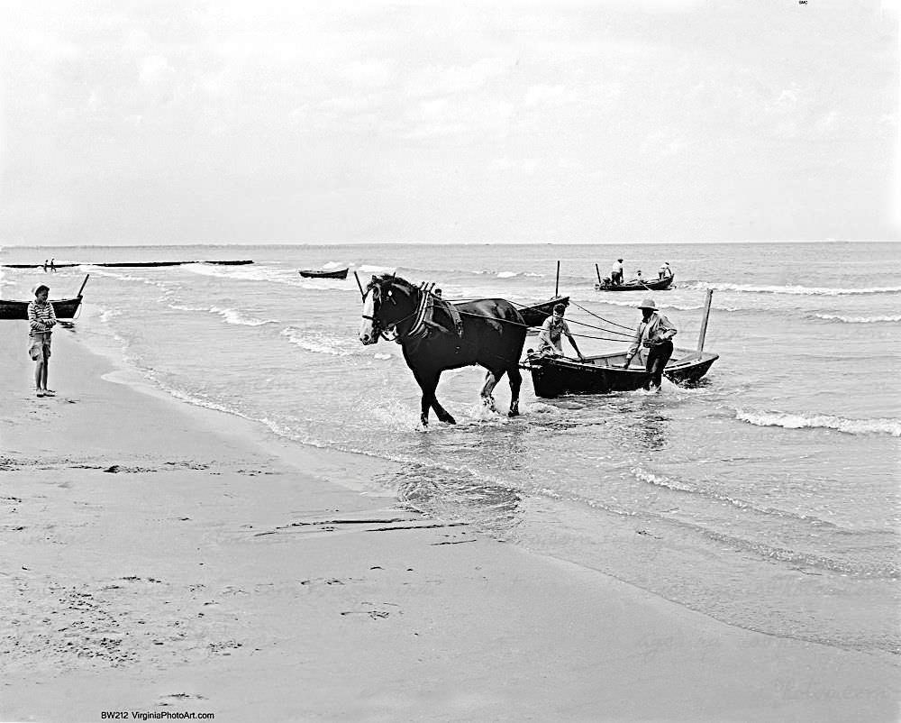 #87 Big Ben (horse) Ocean View Beach, 1944