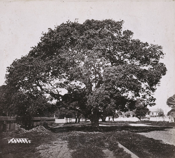 #3 The “Pride of Oakland,” Oakland, 1861