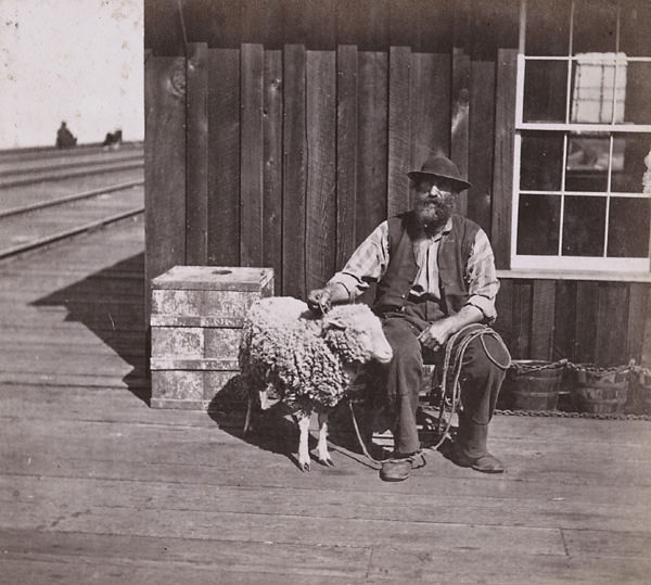 #16 Decoy Sheep–Oakland Wharf, 1864