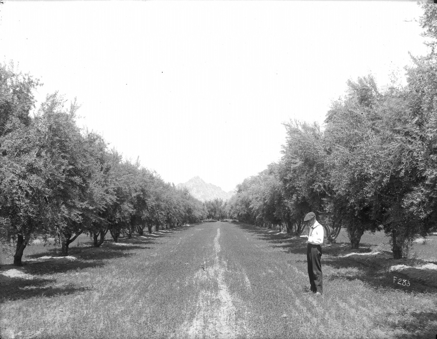 #6 Munger Olive Grove, 1929