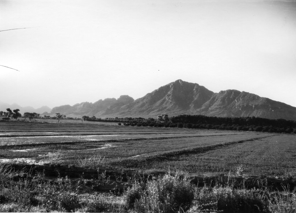 #96 Miles of alfalfa fields framed by citrus groves and Camelback Mountain in 1923. The alluvial soil of the Salt River Valley made it one of the most fertile regions in the world.