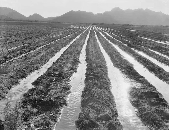 #102 Fields about 70 miles from Phoenix in the process of being irrigated in May 1937.