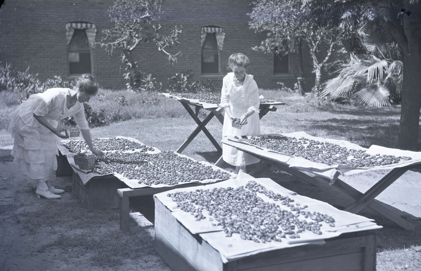 #66 Beatrice and Margaret McCulloch Drying Dates, 1915
