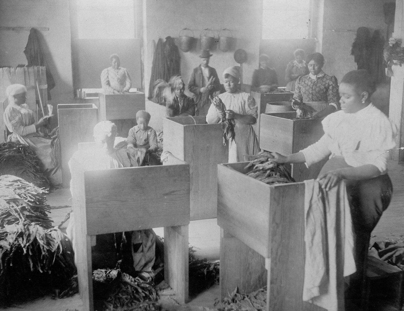 #116 African, Americans, mostly women, sorting tobacco at the T.C. Williams & Co., tobacco, Richmond, Virginia, 1900