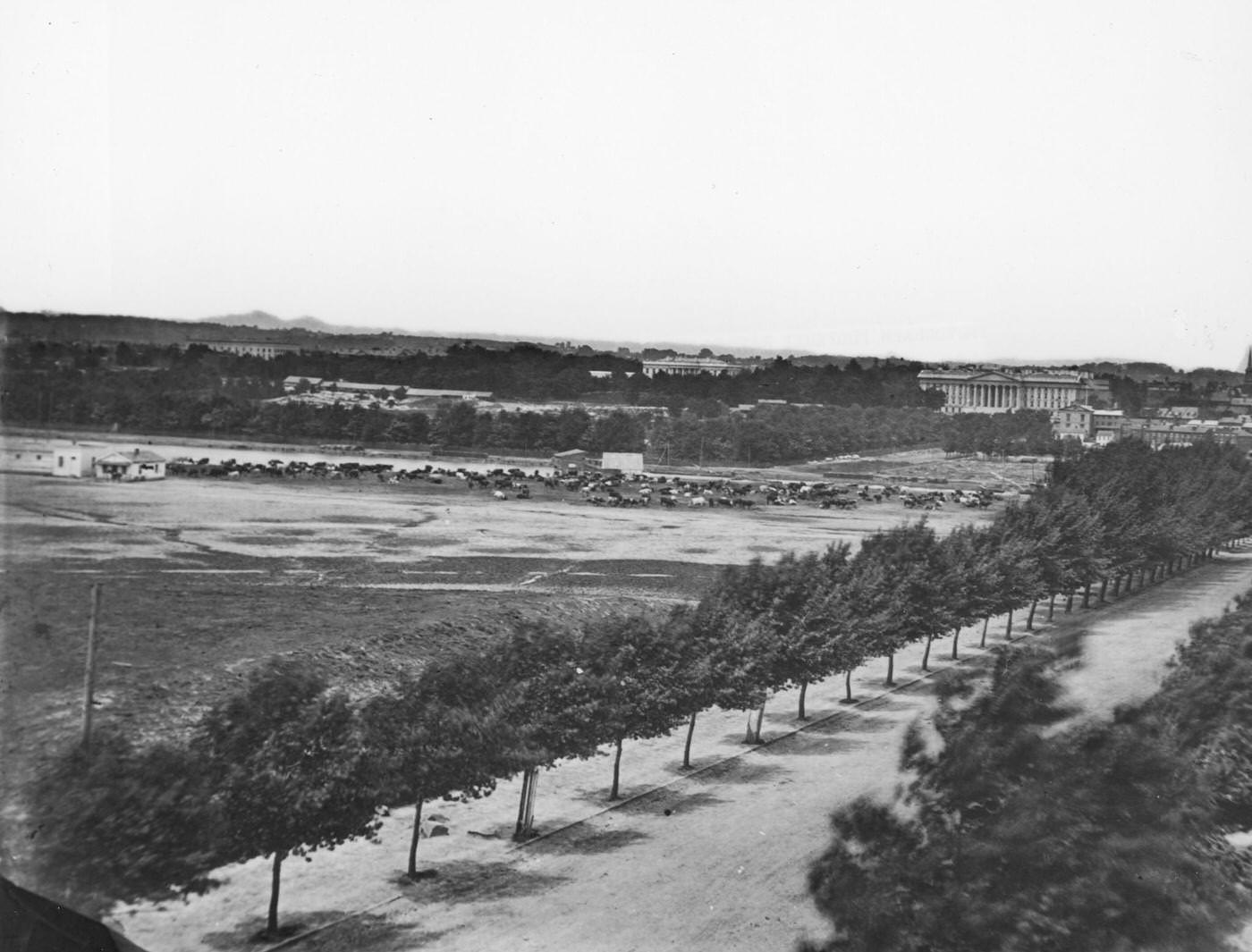 #102 Cattle grazing on monument grounds during the American Civil War, Washington DC, 1860