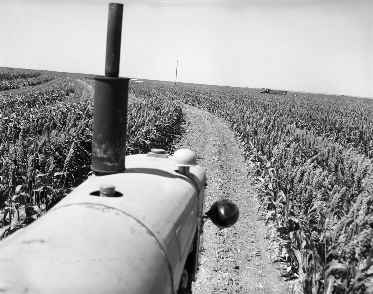 #187 Tractor in Field of Crops, 1959