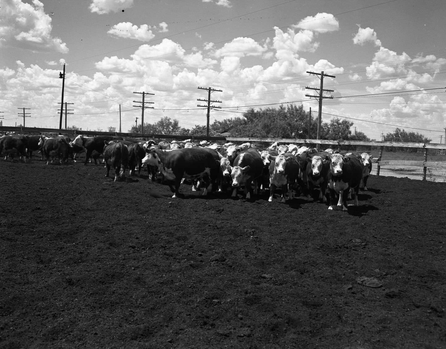 #53 Cattle on Highway 80 East, 1958