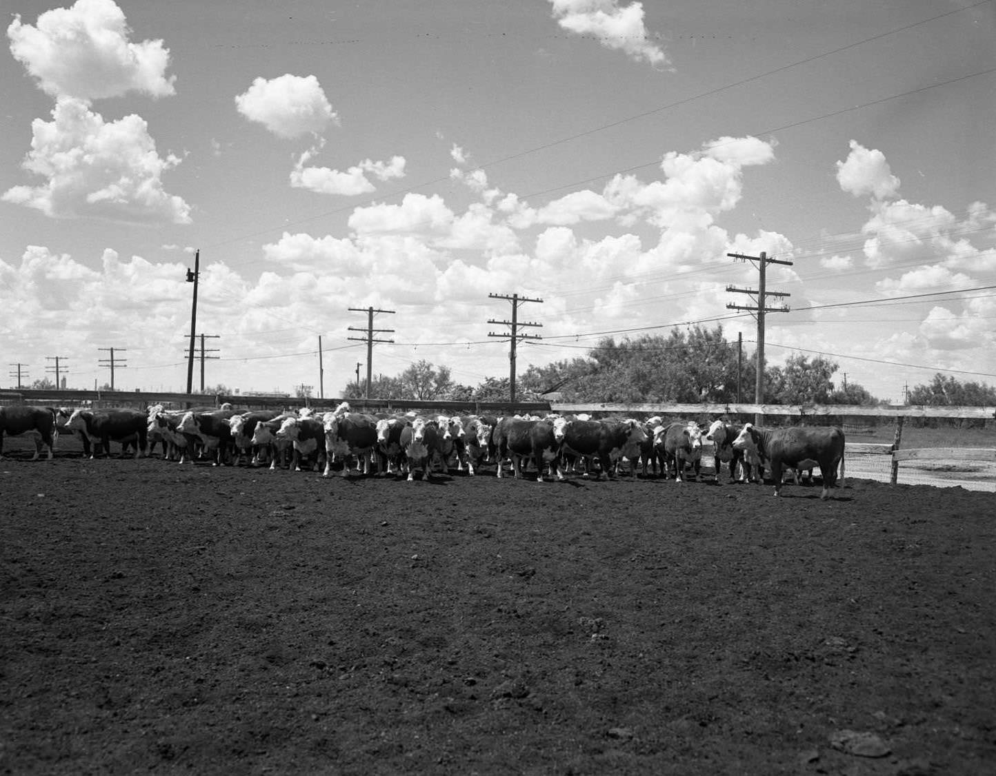 #54 A herd of cattle surrounded by a fence near Highway Eighty East in Abilene, Texas, 1958