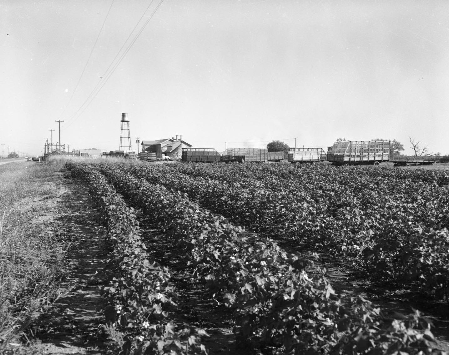 #62 A cotton gin and the surrounding cotton fields. Several large trailers and storage areas are also around the fields, 1958