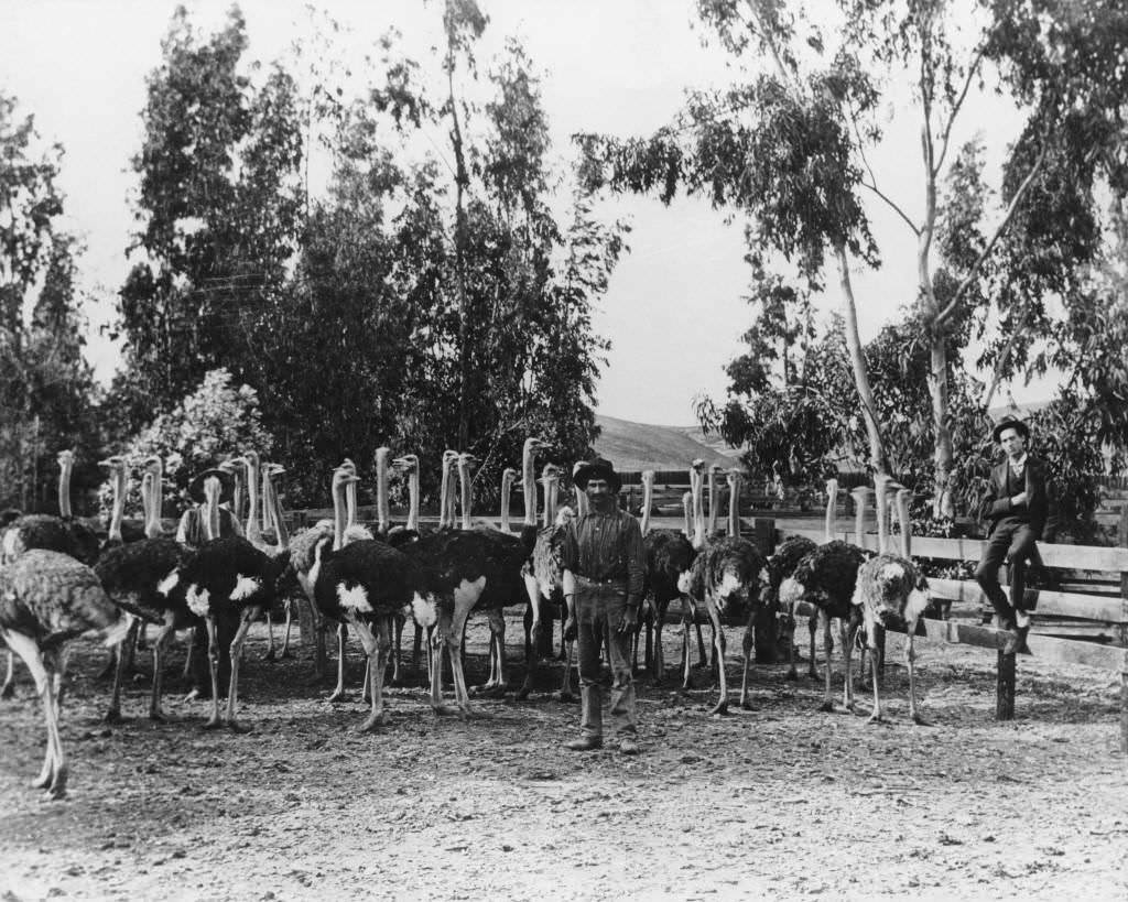 #115 First ostrich farm in Orange County, owned by John Atherton, west of Anaheim, near Buena Park, 1896