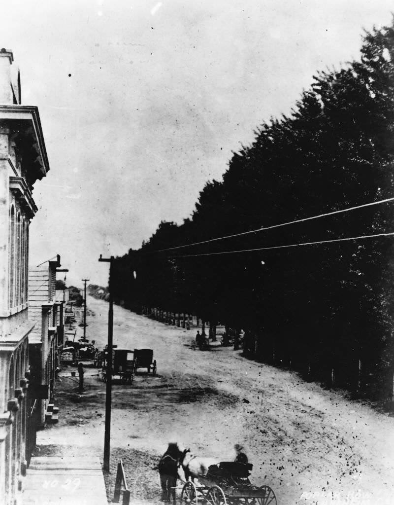 #48 Row of Poplar Trees Along Center Street, Anaheim, 1876