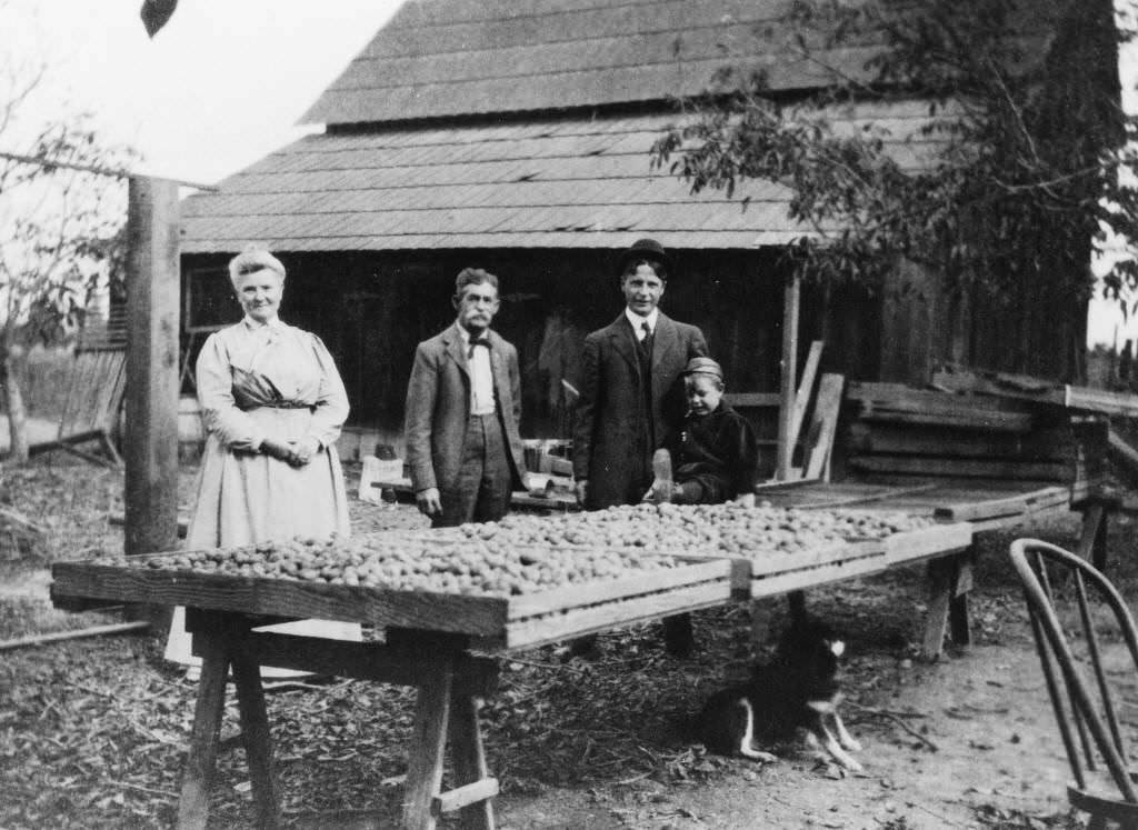 #130 Drying Walnuts, Edison Ranch, Anaheim, 1899