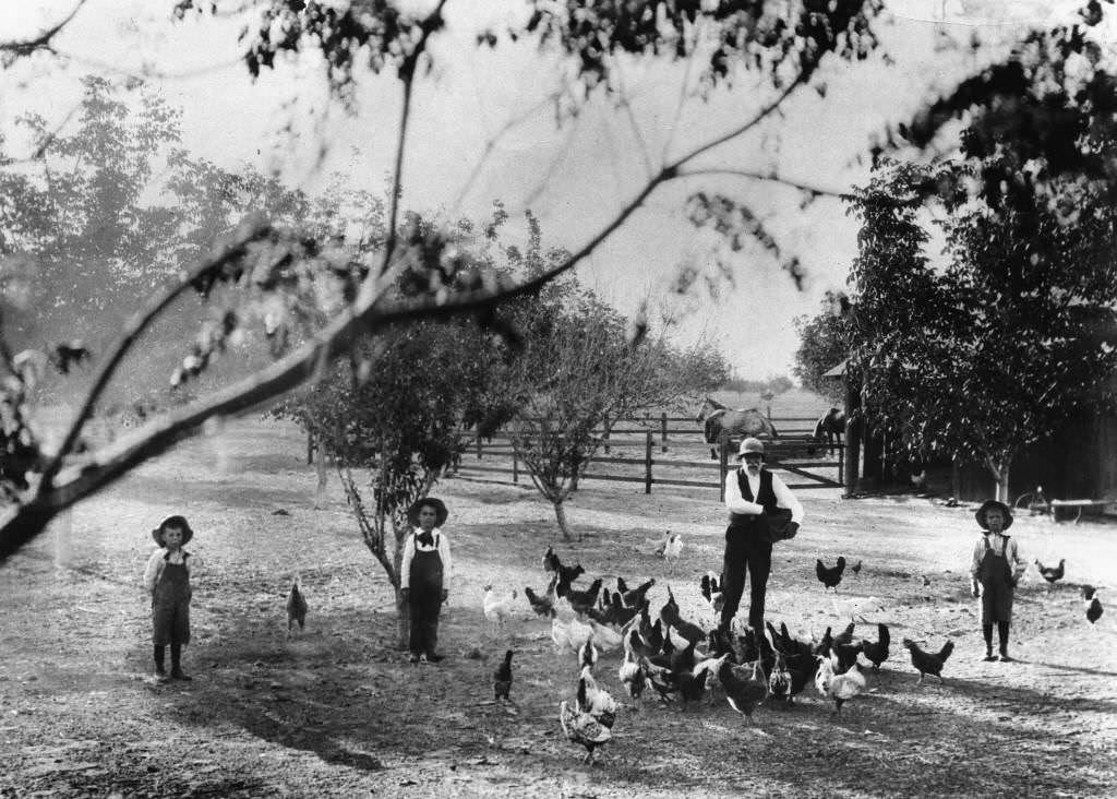 #140 John Hanna Feeding the Chickens at his Ranch, Anaheim, 1897