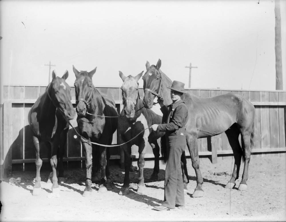 #66 A man and Denver Fire department horses, in Denver, 1900