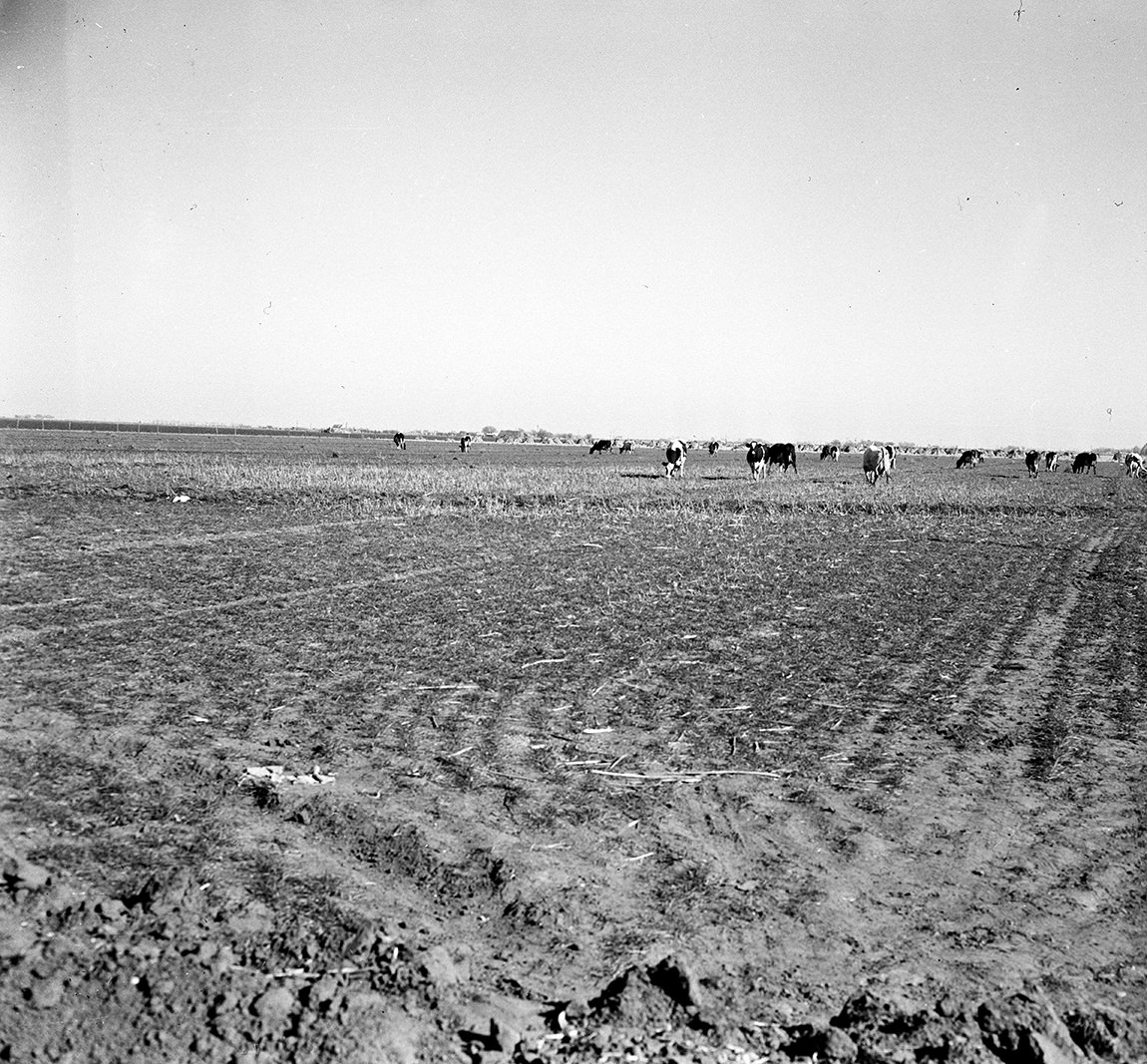 #27 The Holstein cattle on the G. R. Fain farm near Plainview graze peacefully and contentedly on an irrigated pasture which Fain has put in to keep up his milk production, 1949