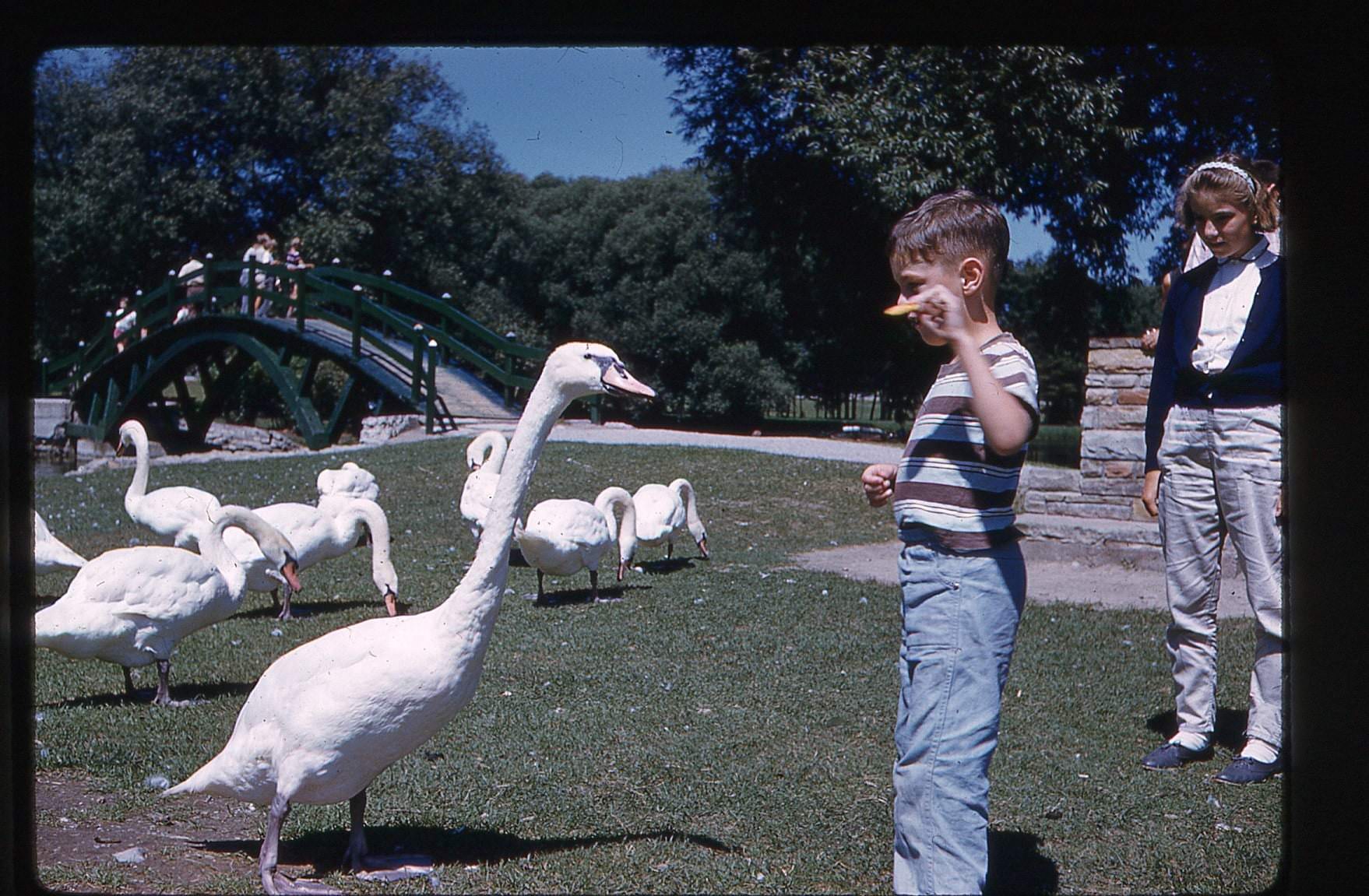 #85 A kid tempting a swan with a Ritz cracker at the Centre Island, 1970s