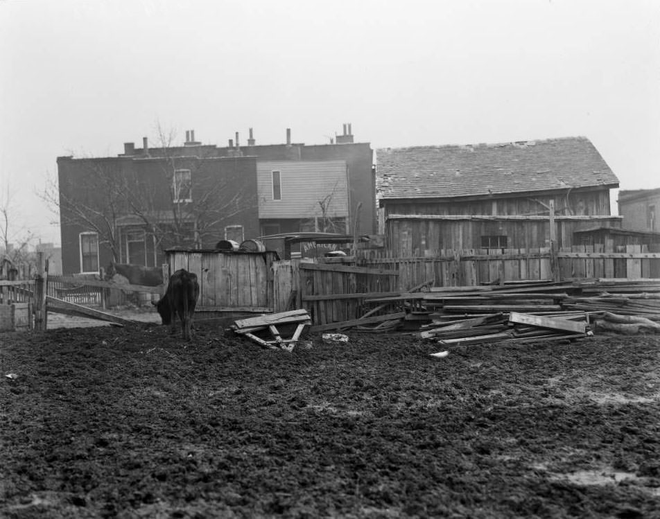 #50 View of a cow grazing in muddy yard, 1925