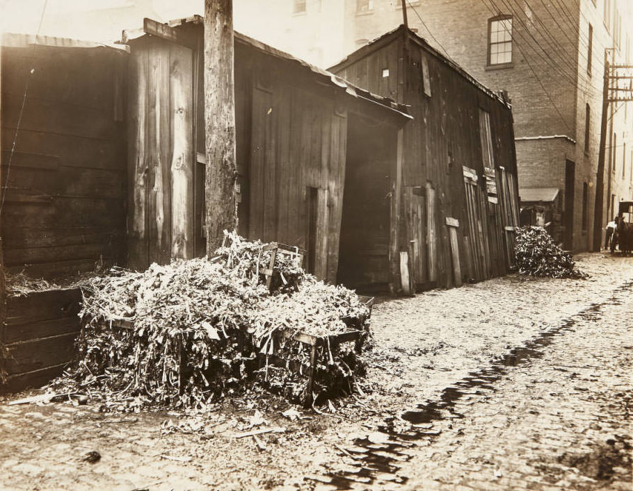 #47 A few boxes of decaying plants placed next to wooden sheds along Foster alley, 1913