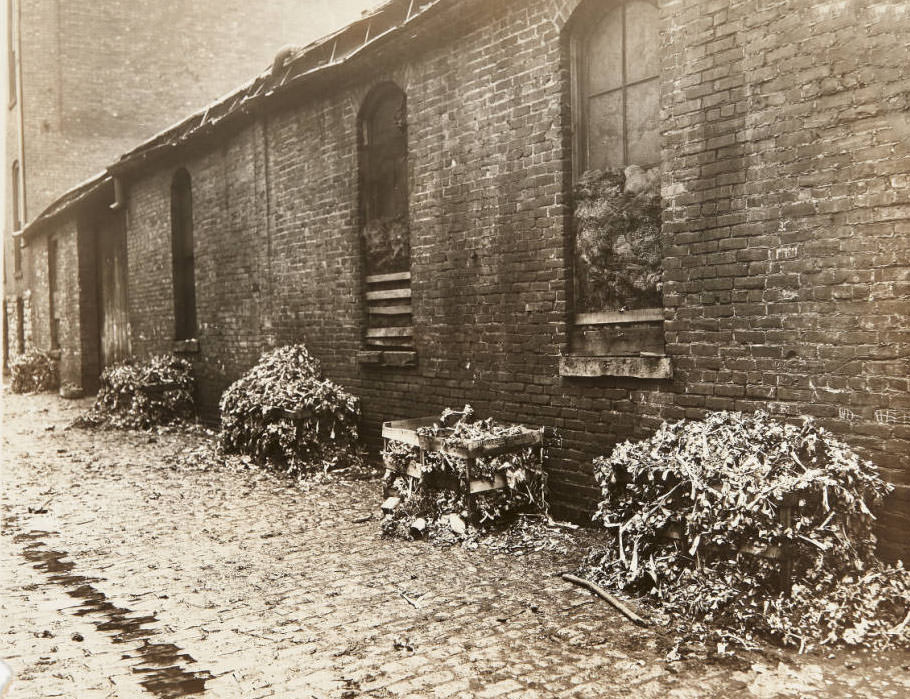 #48 Some decaying boxes of plants next to a building along Foster alley, 1913