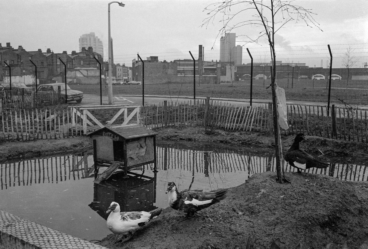 #17 Duck pond, Vauxhall City Farm, Vauxhall, Lambeth. 1980