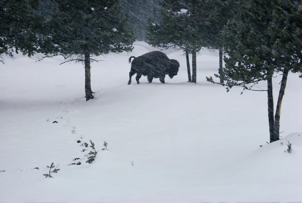 #5 Buffalo in Yellowstone national park, 1966