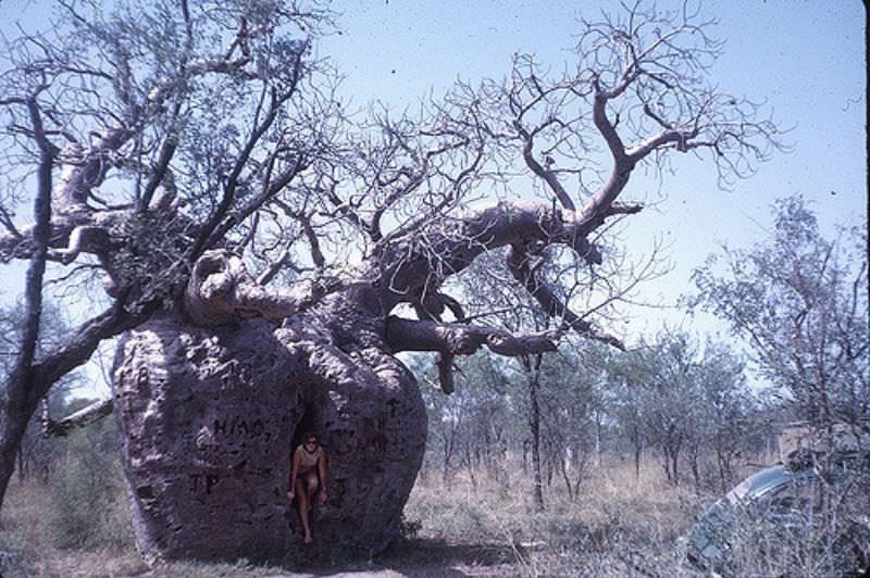 #23 Dorothy in Boab prison tree near Derby, May 15th, 1963