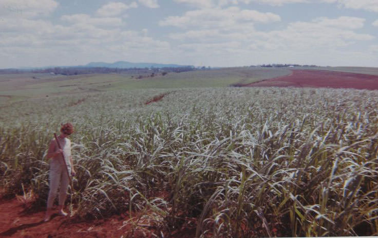 #4 Canefields on the first stage of the around Australia trip in Gigi the VW in 1963