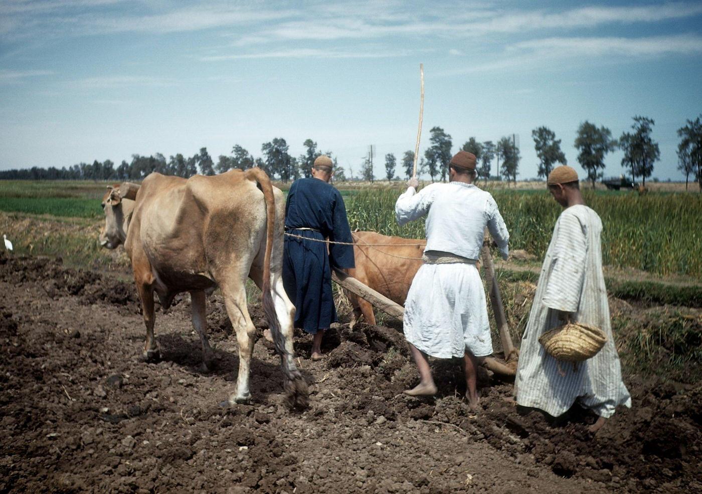 #5 Egyptian farmers plowing a field with oxen in Egypt, 1948