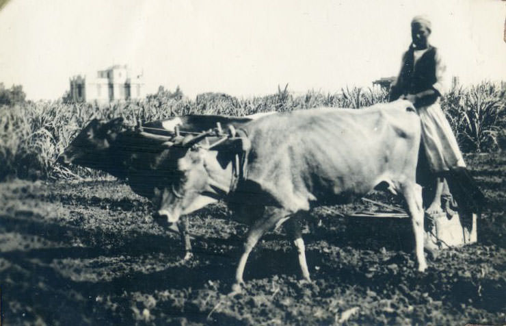 #57 Man ploughing with two oxen, Egypt