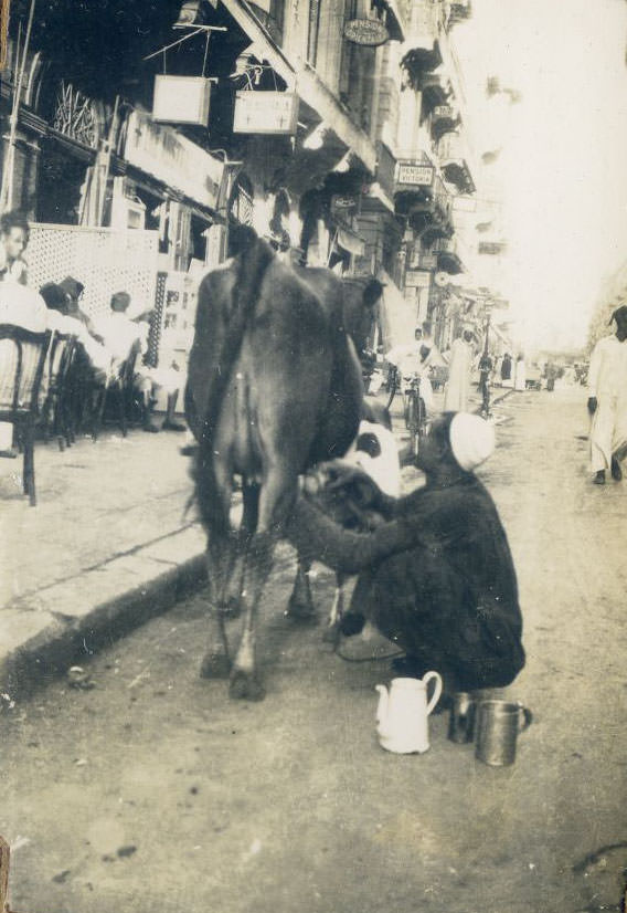 #58 Milkman. Man milking a cow in a city street, Egypt
