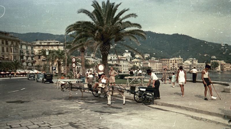 #98 Donkey carts, France, 1950