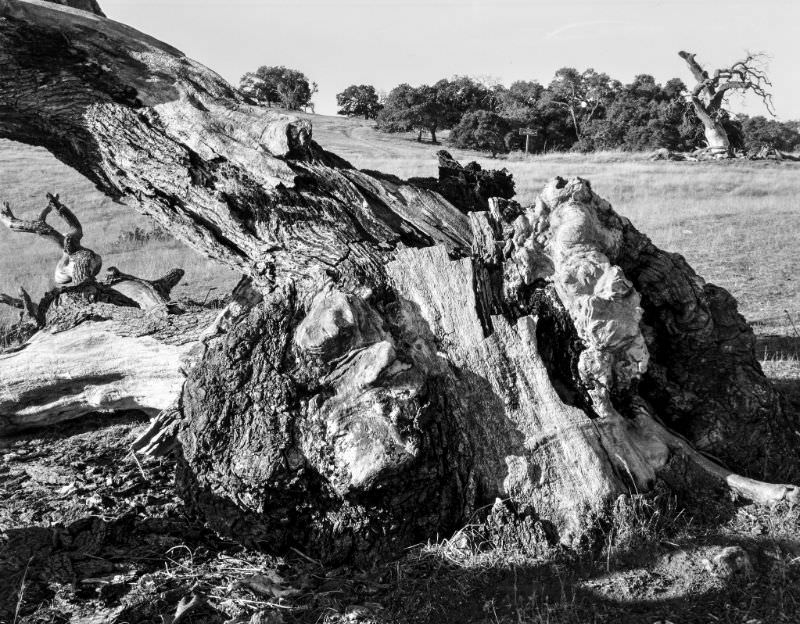 #12 Fallen tree, France, 1989