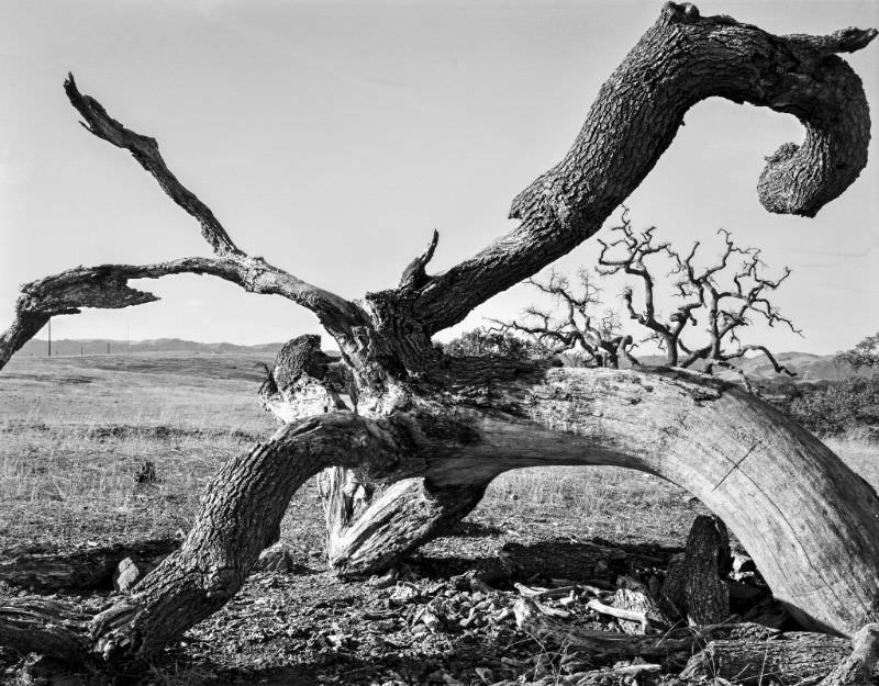 #13 Fallen tree, France, 1989