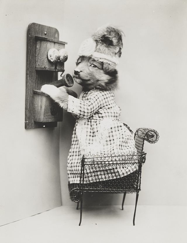 #12 A puppy wearing a dress placed upon a miniature chair with a telephone, 1914.