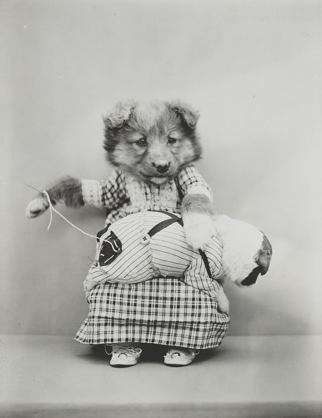 #13 A puppy wearing a dress and sewing a patch on the pants of a tiny puppy on her lap, 1914.