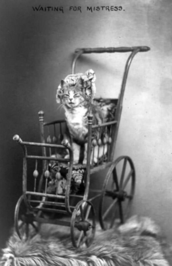 #14 Cat wearing bonnet seated in stroller, 1908.