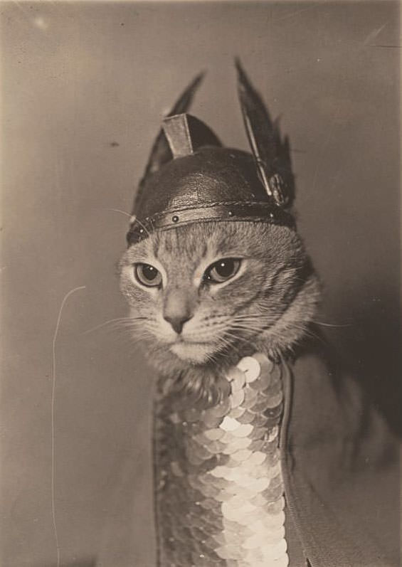 #15 Cat wearing a winged helmet and breastplate armor in the role of the valkyrie Brünnhilde, 1936.