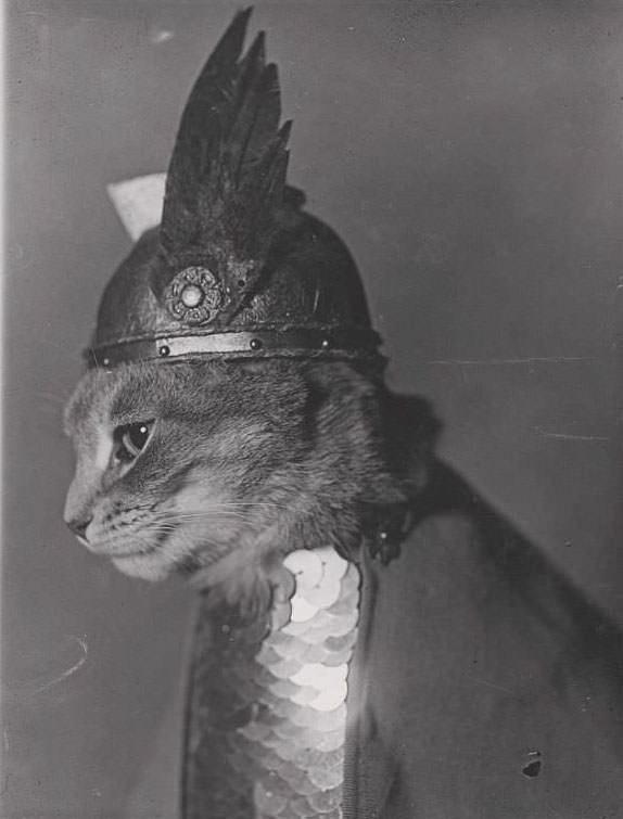 #16 Cat wearing a winged helmet and breastplate armor in the role of the valkyrie Brünnhilde, 1936.