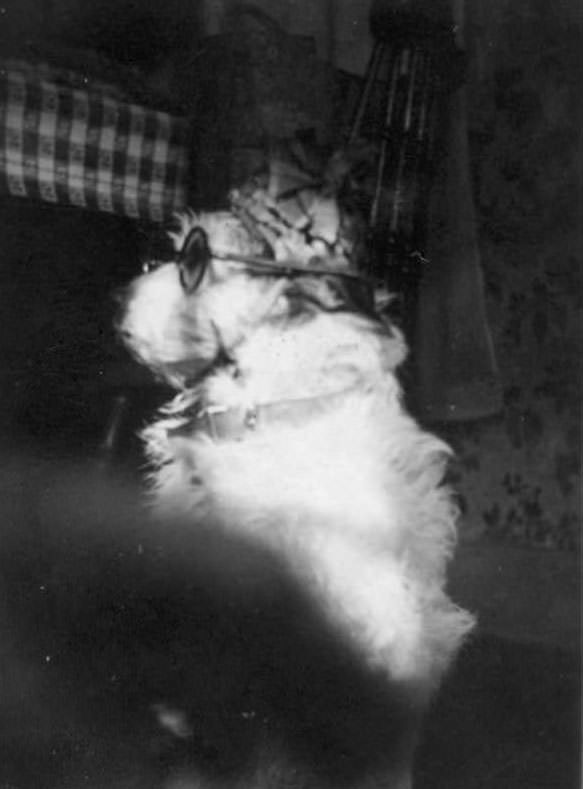 #17 Dog sitting in armchair wearing eyeglasses, 1930s.