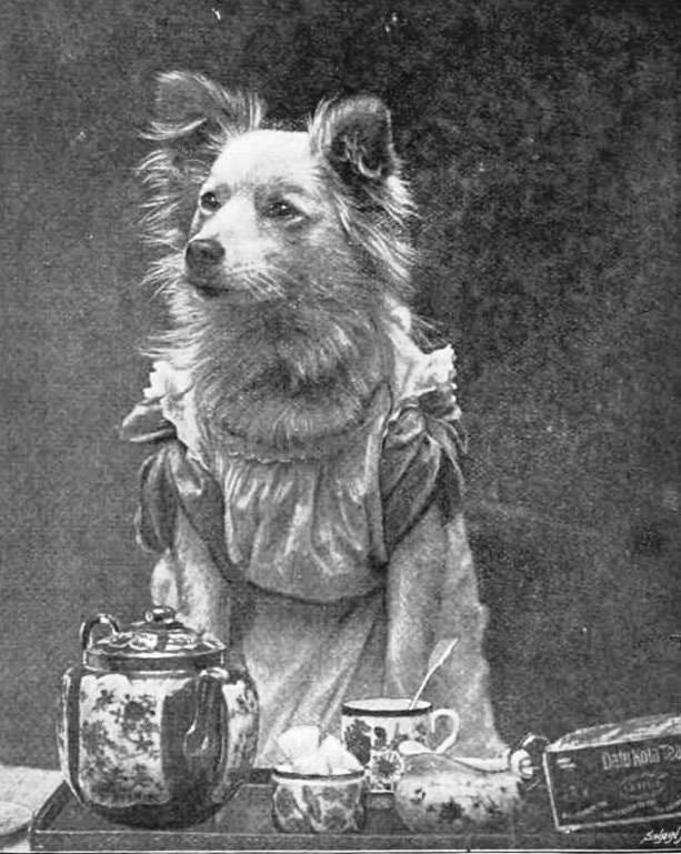 #2 Dog in dress for tea time, 1895.