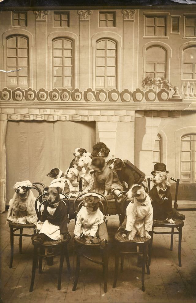 #3 A dog wedding, 1900.
