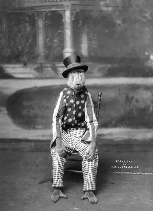 #4 Baboon dressed as a human, 1904.
