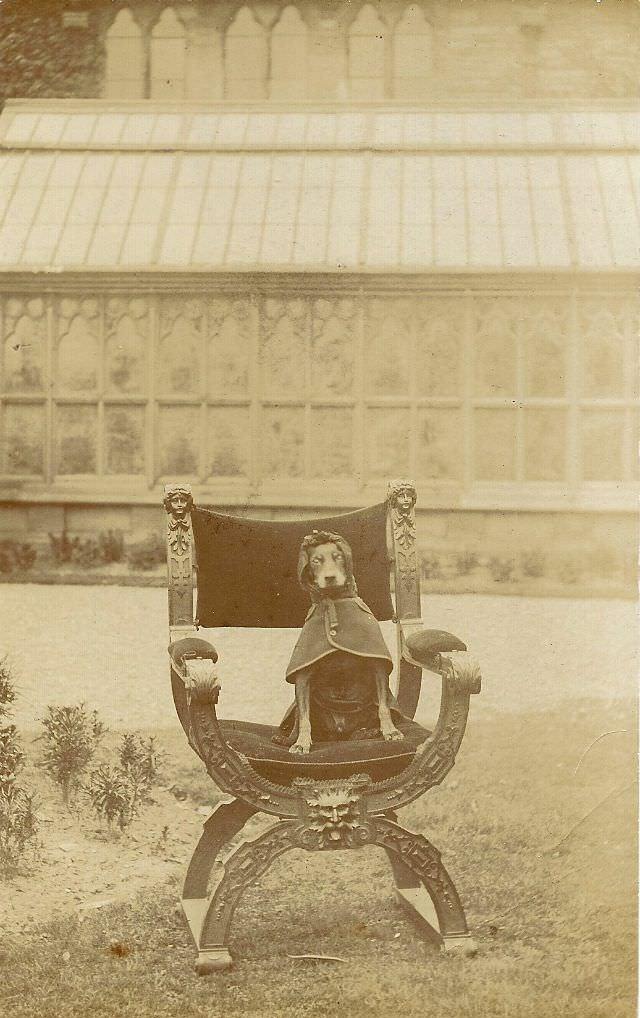#5 A Manchester Terrier on his throne, 1905.