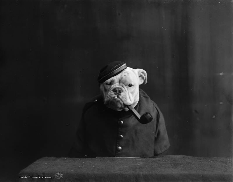 #7 Tommy Atkins, 1905.