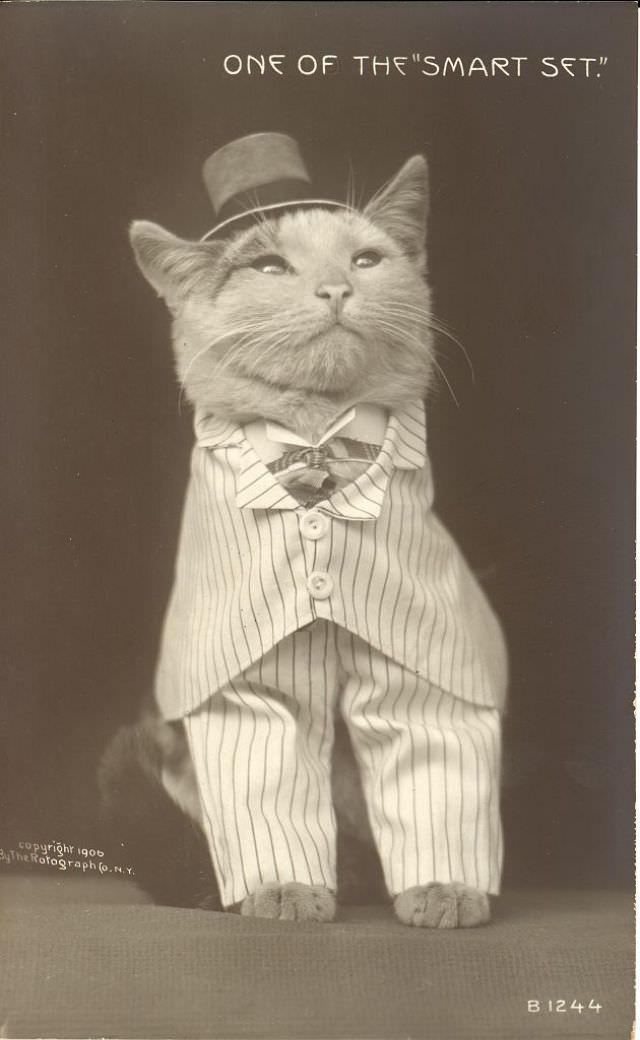 #9 Cat wearing suit and hat, 1906.