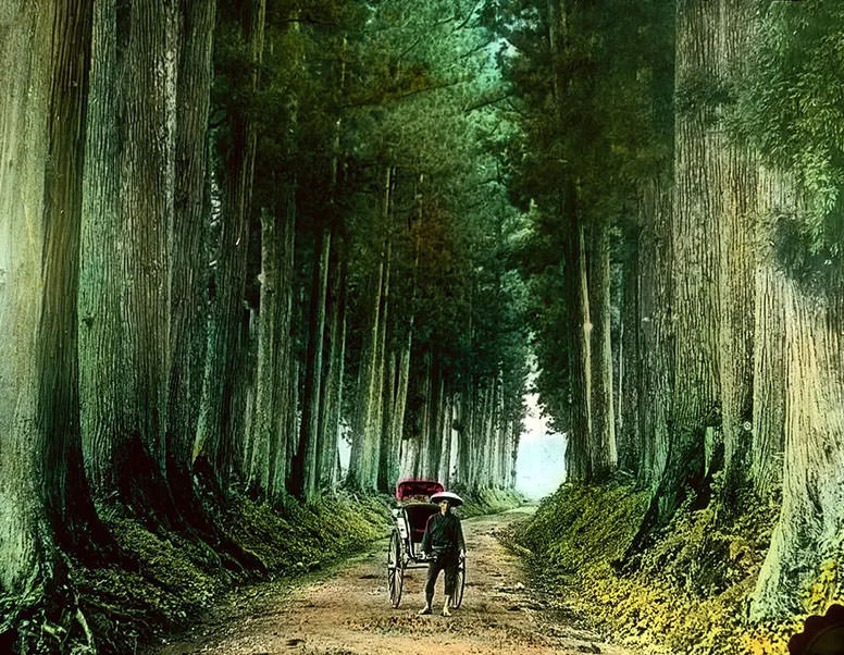 #12 Man with rickshaw on tall tree lined dirt road.