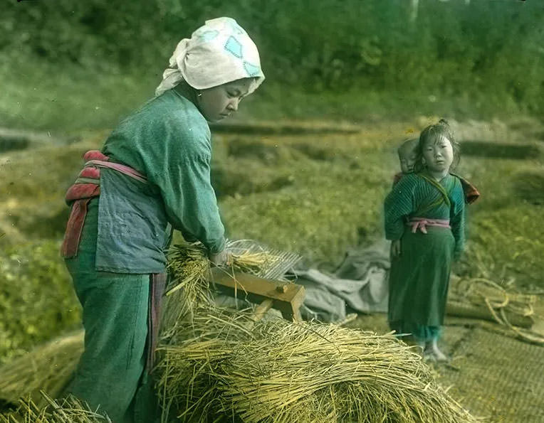 #36 Woman separating rice from chaff with steel comb.