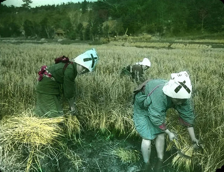 #38 Women harvesting rice.
