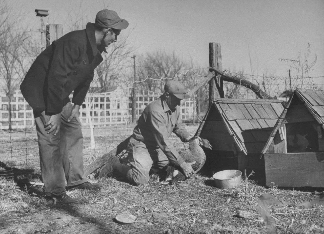 #1 Son watching James F. Irwin (R) selecting a goose for an early Christmas dinner to celebrate safe return of sons and sons-in-law from WW II.