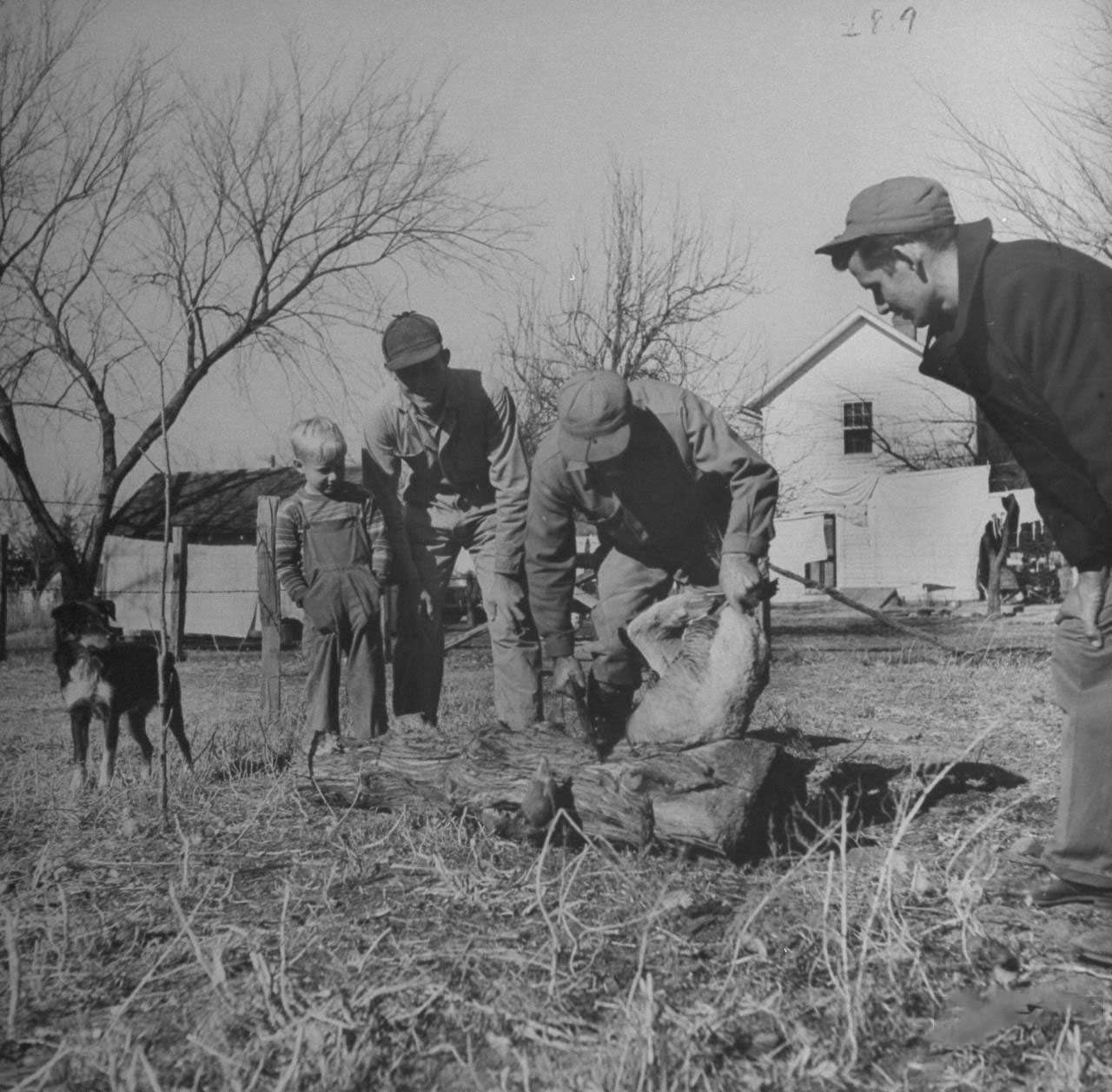#4 Family members watching James F. Irwin (C) killing a goose for an early Christmas dinner to celebrate safe return of sons and sons-in-law from WW II.